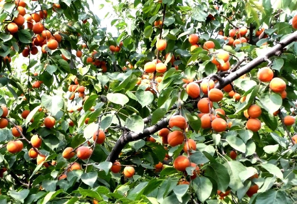 【奇蕊科技】杏树在冬剪过程中易存在的问题及解决的办法之二