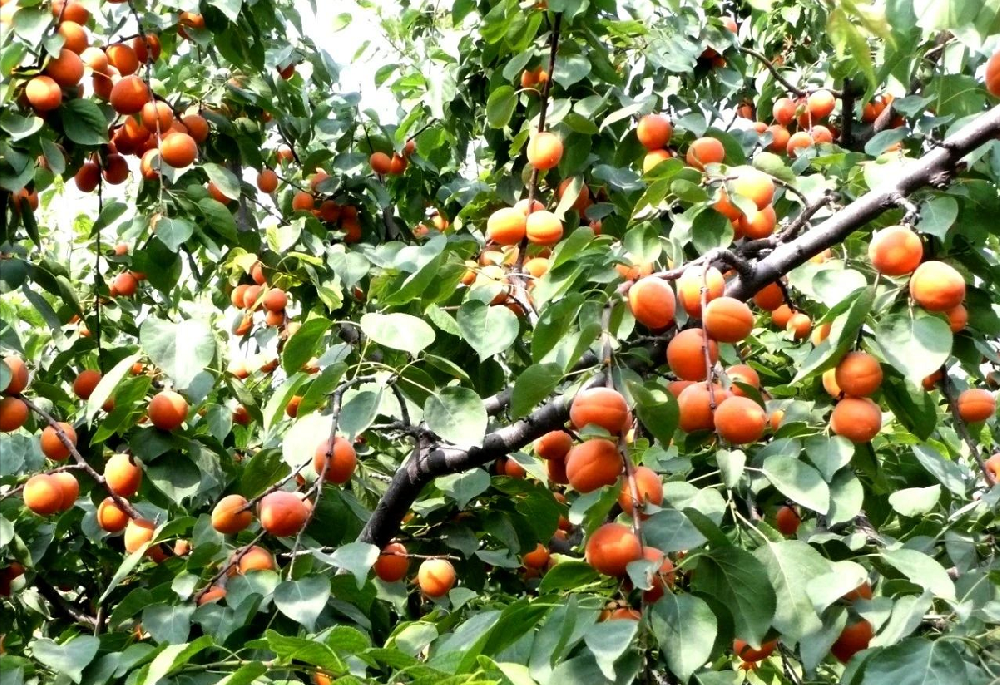 【奇蕊科技】 杏树在冬剪过程中易存在的问题及解决的办法之三