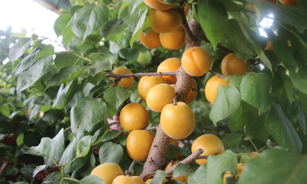 【奇蕊科技】   杏树在冬剪过程中易存在的问题及解决的办法之四