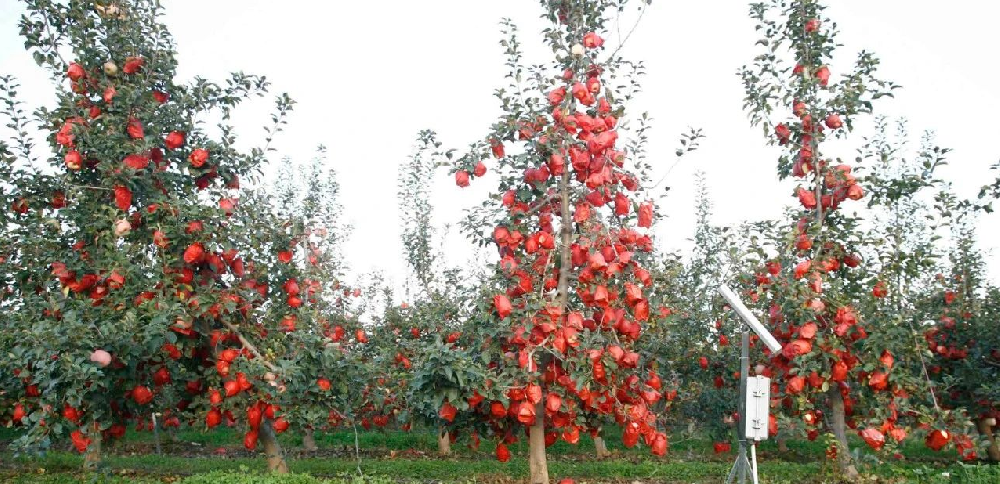 【奇蕊科技】 苹果主干树形八项控冠技术之一