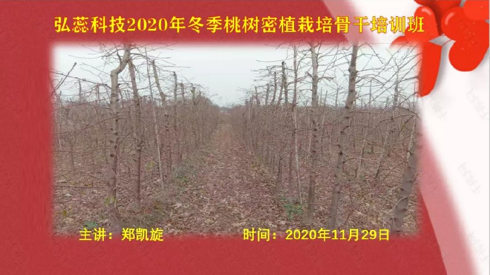 【奇蕊科技】2020年冬季桃树密植栽培培训班 主讲郑凯旋