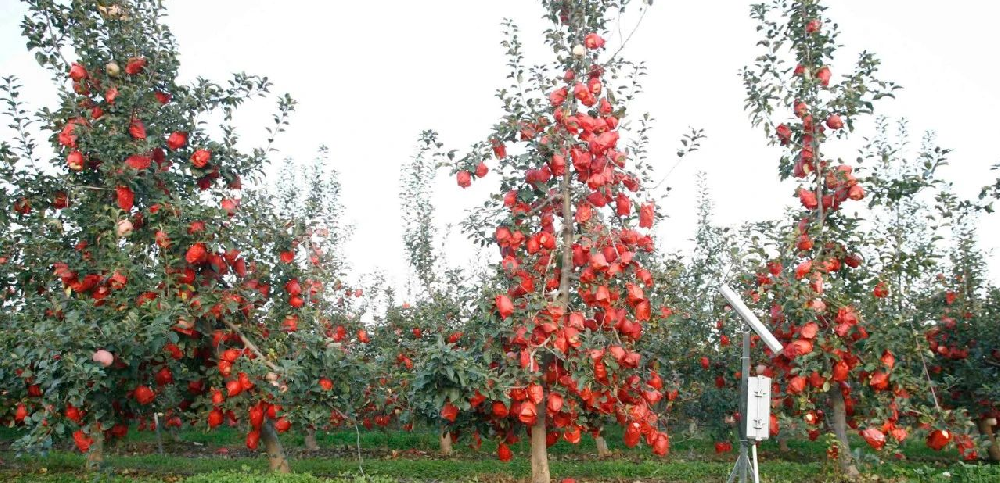 【奇蕊科技】 苹果主干树形八项控冠技术之三 抑顶促萌