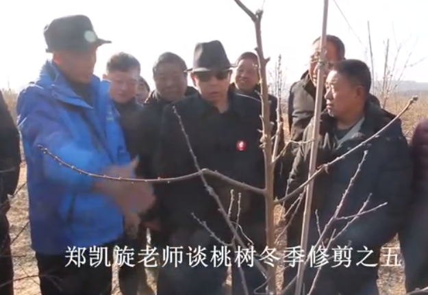 【弘蕊科技】郑凯旋老师谈桃树冬季修剪之五