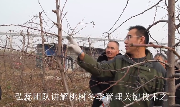【弘蕊科技】弘蕊团队讲解桃树冬季管理关键技术之一