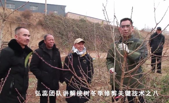 【弘蕊科技】弘蕊团队讲解桃树冬季修剪关键技术之八
