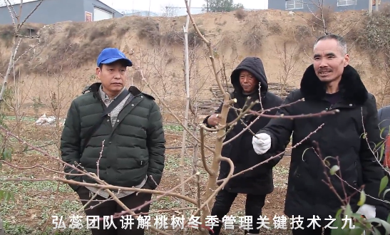 【弘蕊科技】弘蕊团队讲解桃树冬季管理关键技术之九