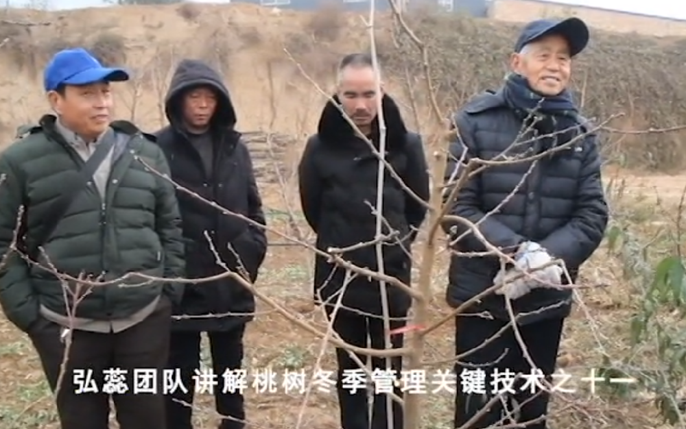【弘蕊科技】弘蕊团队讲解桃树冬季管理关键技术之十一