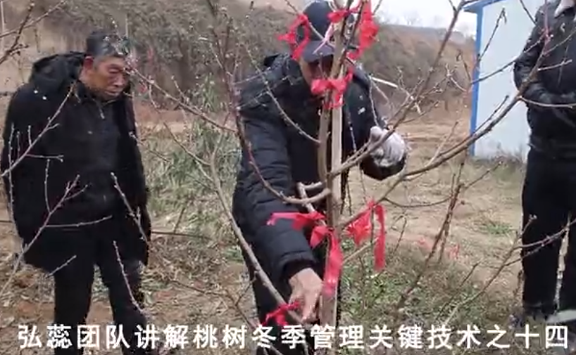 【弘蕊科技】弘蕊团队讲解桃树冬季管理关键技术之十四