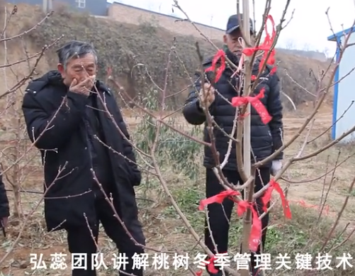 【 弘蕊科技】弘蕊团队讲解桃树冬季管理关键技术之十五
