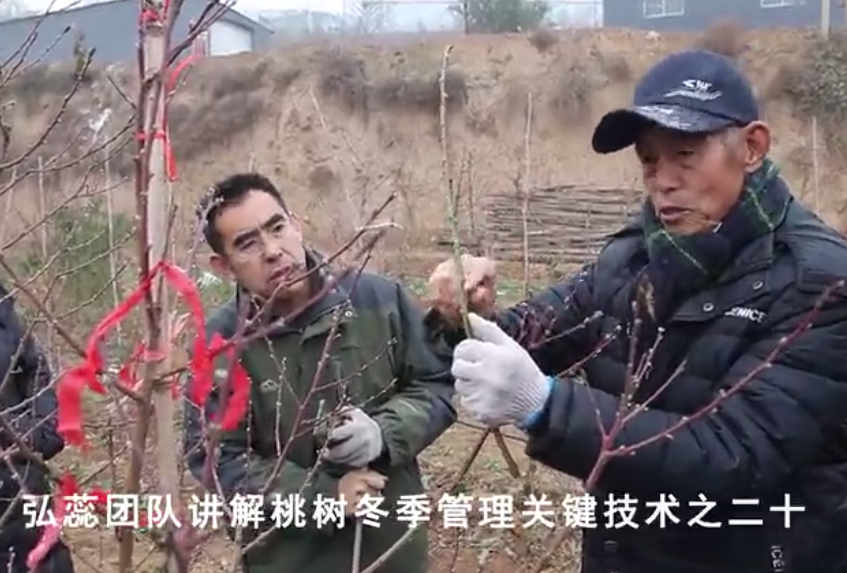【弘蕊科技】弘蕊团队讲解桃树冬季管理关键技术之二十