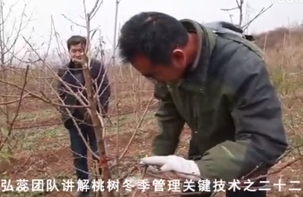 【弘蕊科技】弘蕊团队讲解桃树冬季管理关键技术之二十二