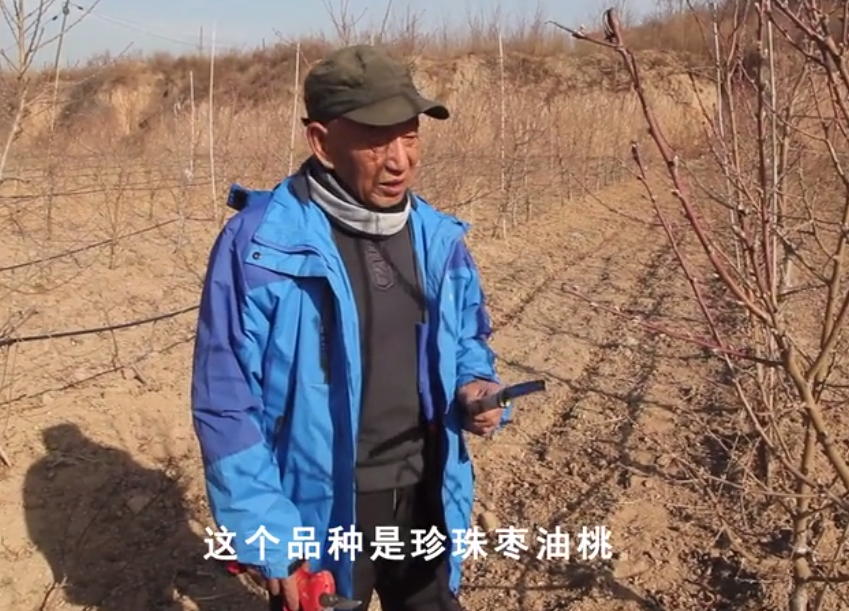 【奇蕊科技】弘蕊团队讲解桃树修剪和管理关键技术之【一】