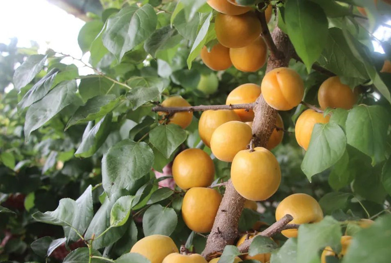 【奇蕊科技】杏园当前工作重点