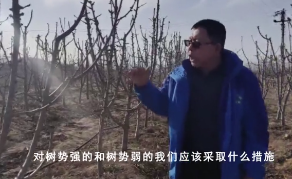 【奇蕊科技】弘蕊团队讲解樱桃管理关键技术2