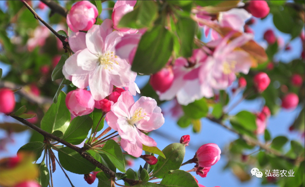【奇蕊科技】花前涂干究竟有多重要？