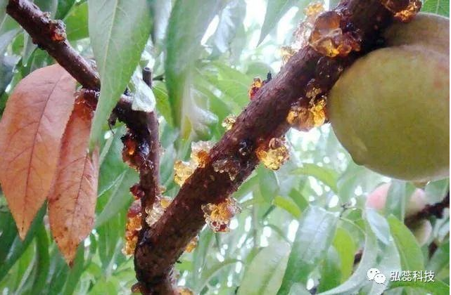 加强春季管理，防治桃树流胶病！