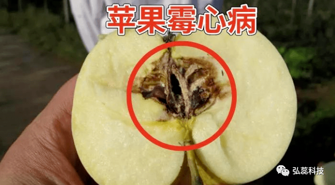 开花期遇到雨天，要谨防苹果霉心病