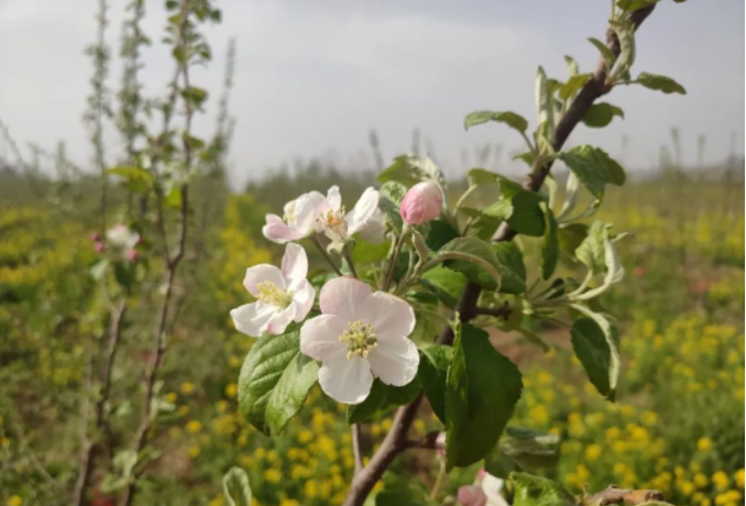 进入4月份，果树管理要注意这4点！