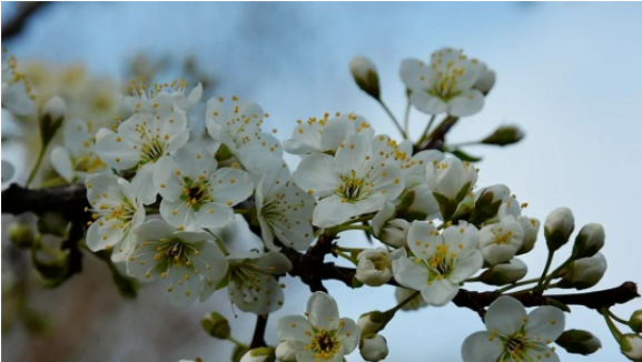 果树上明明花很多但就是不坐果，为什么？带你了解三大原因！