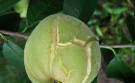 为什么不让用鸡粪了？鸡粪带来的七大灾难！