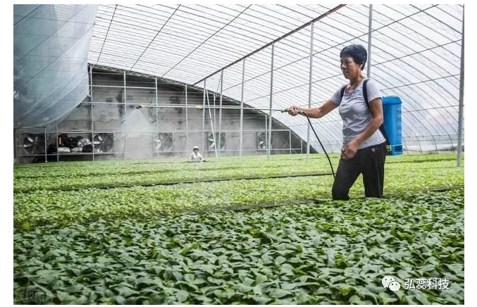 （纯分享）大棚蔬菜定植前怎么消毒？这三个步骤一个都不能少