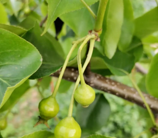 果树防范大风降温和强降雨技术指导意见——农业农村部种植业管理司