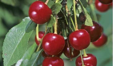 【知识要点】如何防止樱桃裂果？