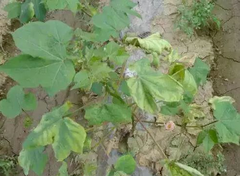 土传病害是这些原因导致的！