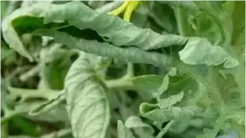 叶片“向上卷”、“向下卷”原因不一样，看完这些全懂了！