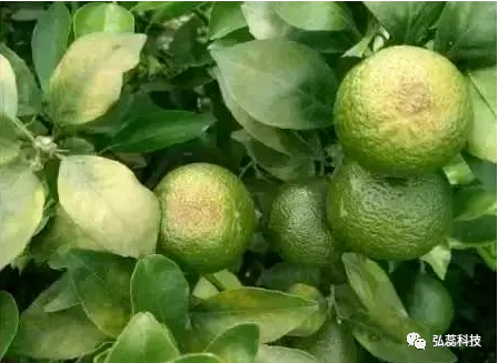 柑橘什么时间补钙硼肥好？