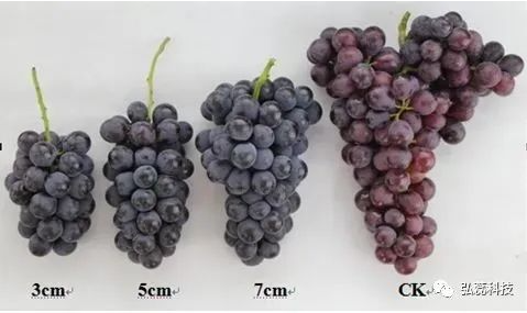葡萄花序整形讲解，要重视起来！