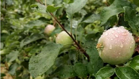 多雨年份果园管理需改变