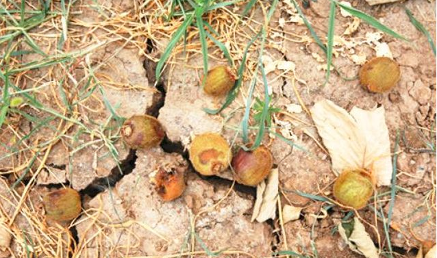 猕猴桃异常“落果”对花粉重要性