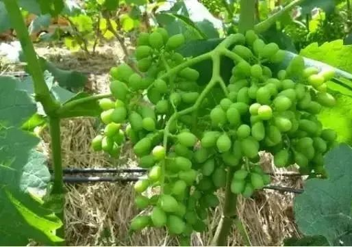 太实用了！葡萄幼果及膨大期水肥管理来了！