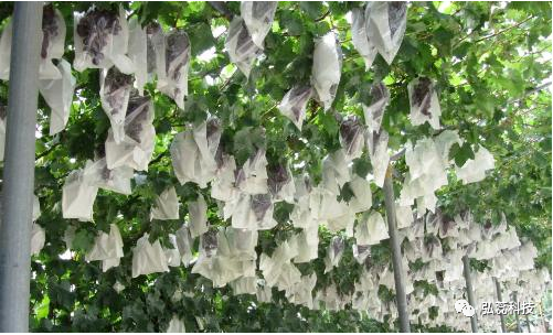 葡萄叶面施肥有讲究！喷施过程中注意以下四点