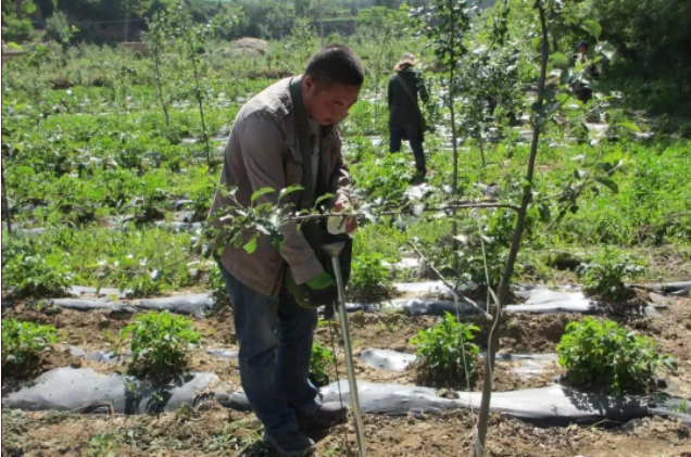 果树追肥的三个佳时间