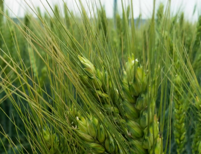 “干热风”的防御措施