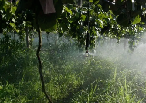 猕猴桃果园管理“五不宜”