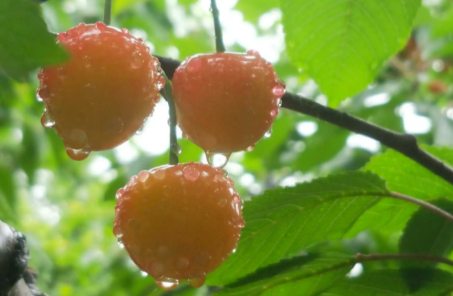 小满——春粒渐满，夏果新熟