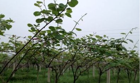 冰雹大风大雨后猕猴桃果园如何补救