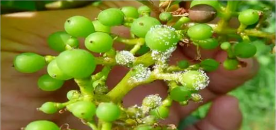 关于葡萄霜霉病，防治重点在“早”，要早发现、早治