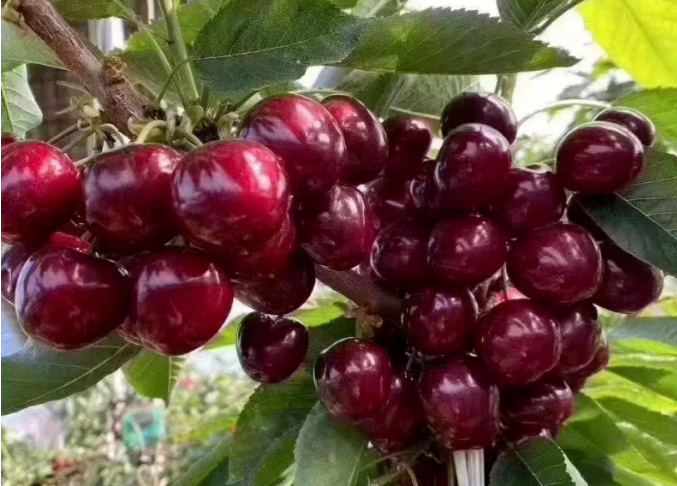 大樱桃摘果后要注意这几点，千万不要忽略！