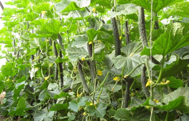 这两点抓的好，蔬菜正常生长没问题