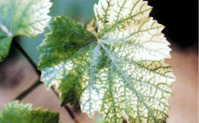 作物缺铁有什么症状?作物缺铁选铁肥的方法有哪些？