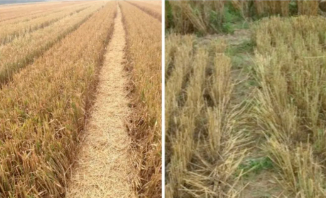小麦收割后，灭茬很重要，千万别忽视