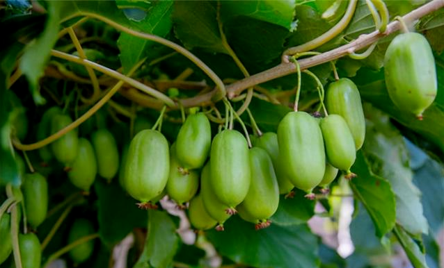 为啥说“氮”长叶子”磷“长果，“钾肥”不足长柴火？