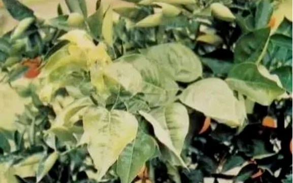 警惕这位“隐形杀手”！已有900万亩柑橘园遭受侵害！有图有真相