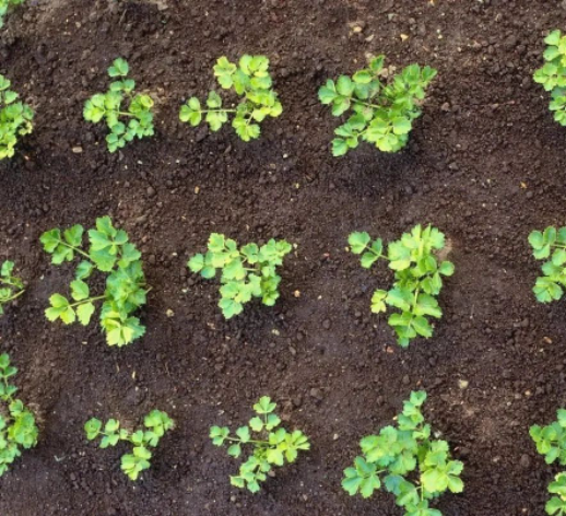 判断土壤肥瘦的10个土办法，你知道么?