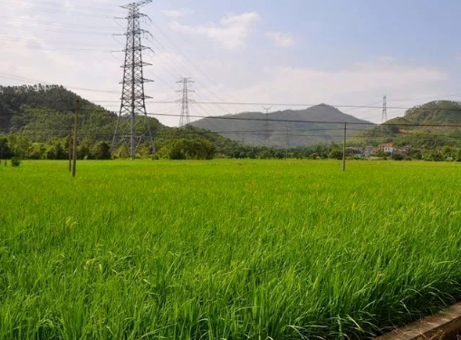 【技术分享】水稻分蘖期田间管理要点