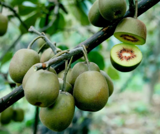 猕猴桃果树超载的后果很严重！！